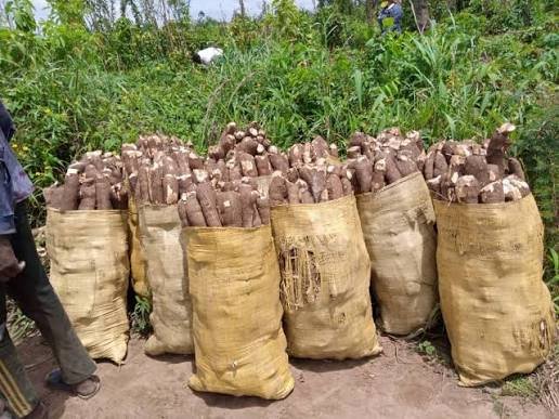 Fresh Cassava Roots (5kg)