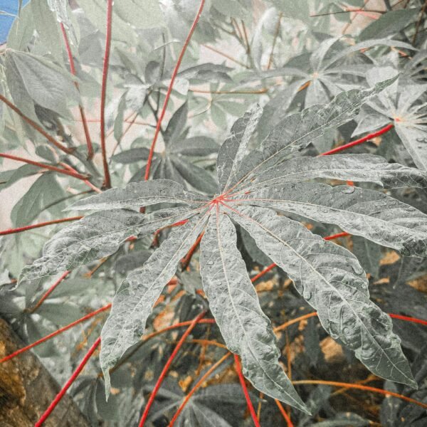 High-Yield Cassava Stems (Bundle of 50)